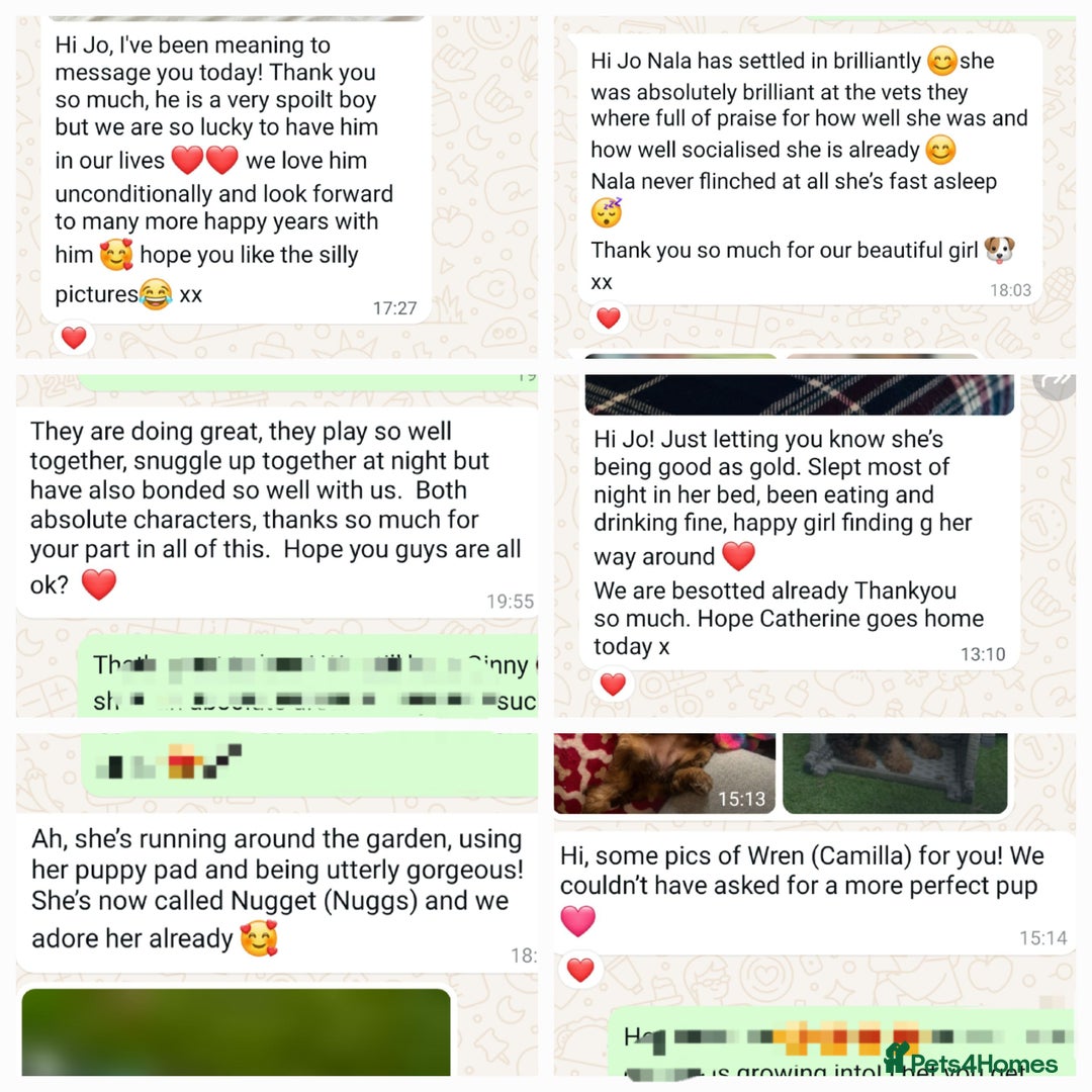 Bordoodle dogs for sale: Toy Bordoodles ❤️ - 1 girl available - Image 14