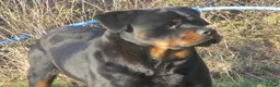 Rottweiler dogs for sale: rottweiler x - Advert 7