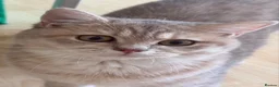 British Shorthair cats for sale: 6 Pedigree British Shorthair Champion lines in London - Advert 13
