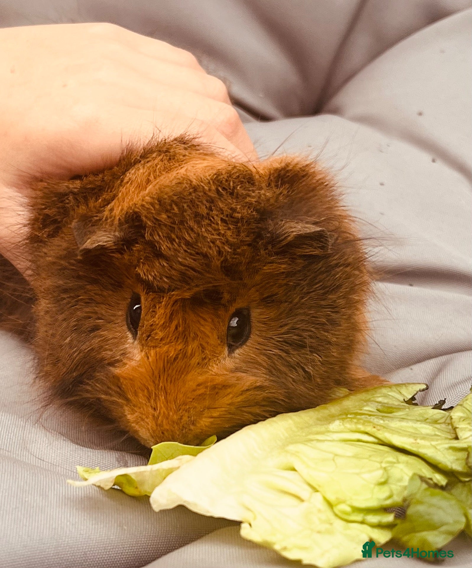 Guinea Pig rodents for sale: Guinea pigs aged 9 weeks  - Advert 2
