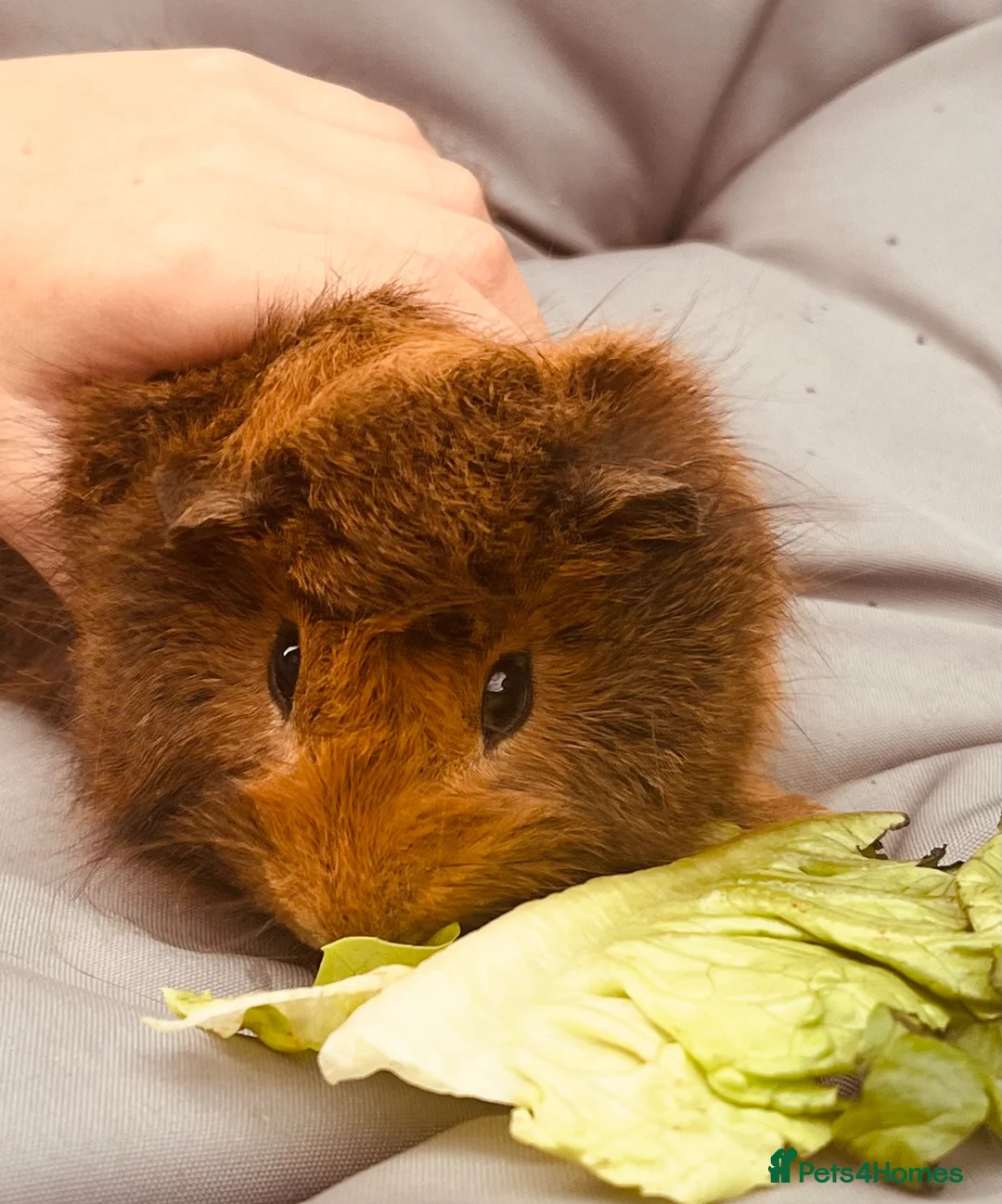Guinea Pig rodents for sale: Guinea pigs aged 9 weeks  in Market Harborough - Advert 2