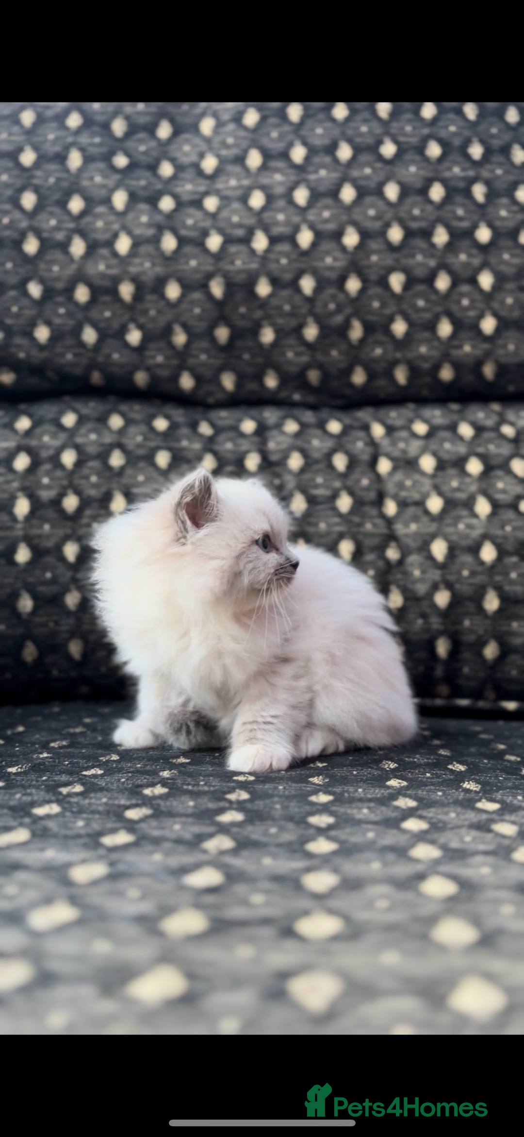 Ragdoll cats for sale: 🌟TICA🌟Champion Ragdoll🏆🏆🏆 - Advert 7