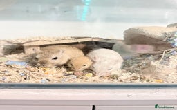 Gerbil rodents for sale: Baby gerbils  - Image 9