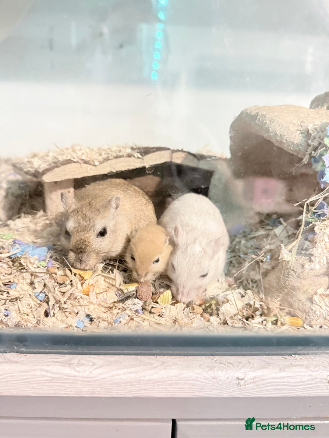 Gerbil rodents for sale: Baby gerbils  - Image 9