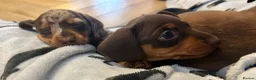 Miniature Dachshund dogs for sale: Miniature Dachshund. X1 Choc and tan available  - Advert 4