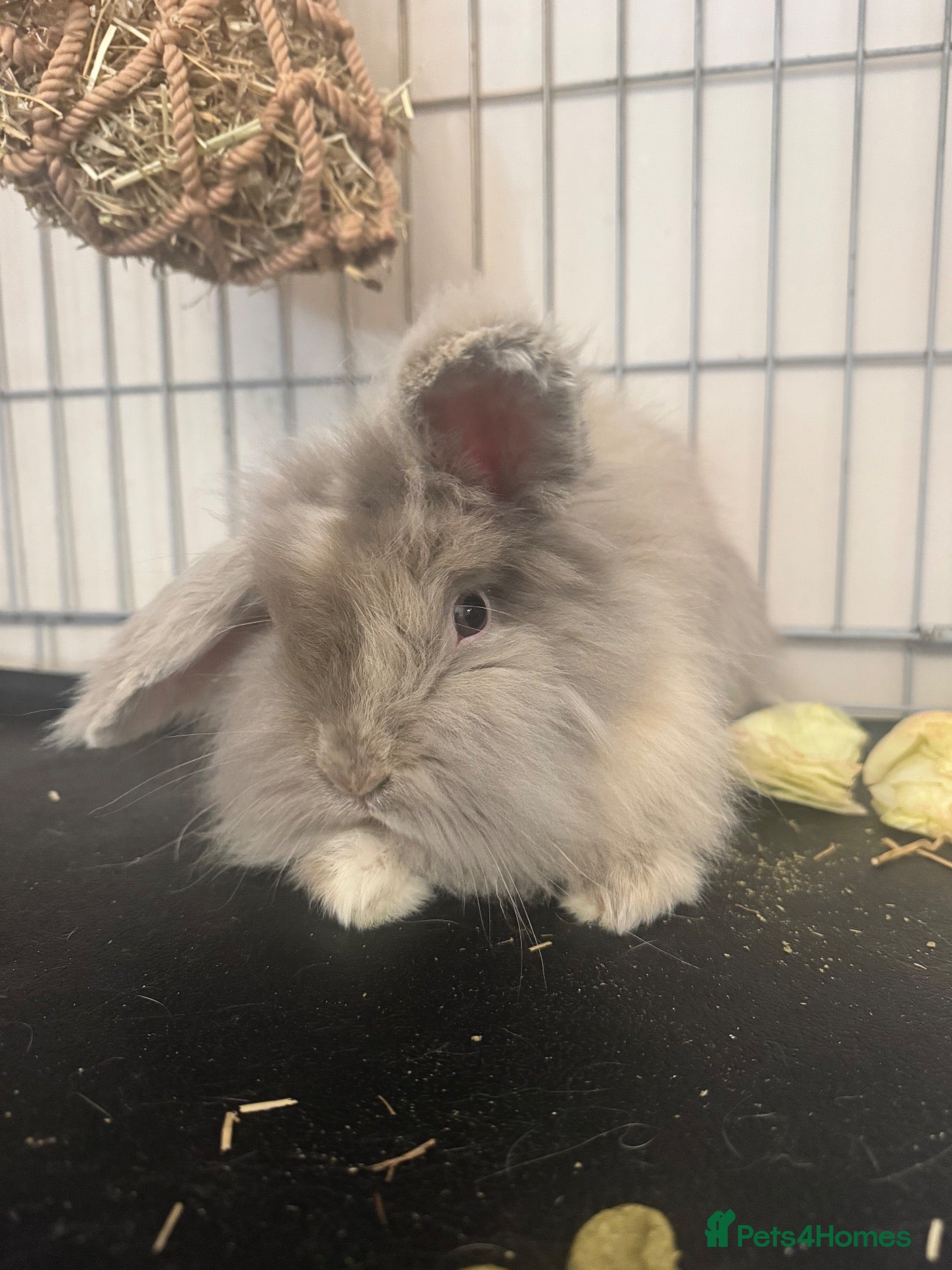 Lionhead rabbits for sale: Male Lionhead  - Advert 2