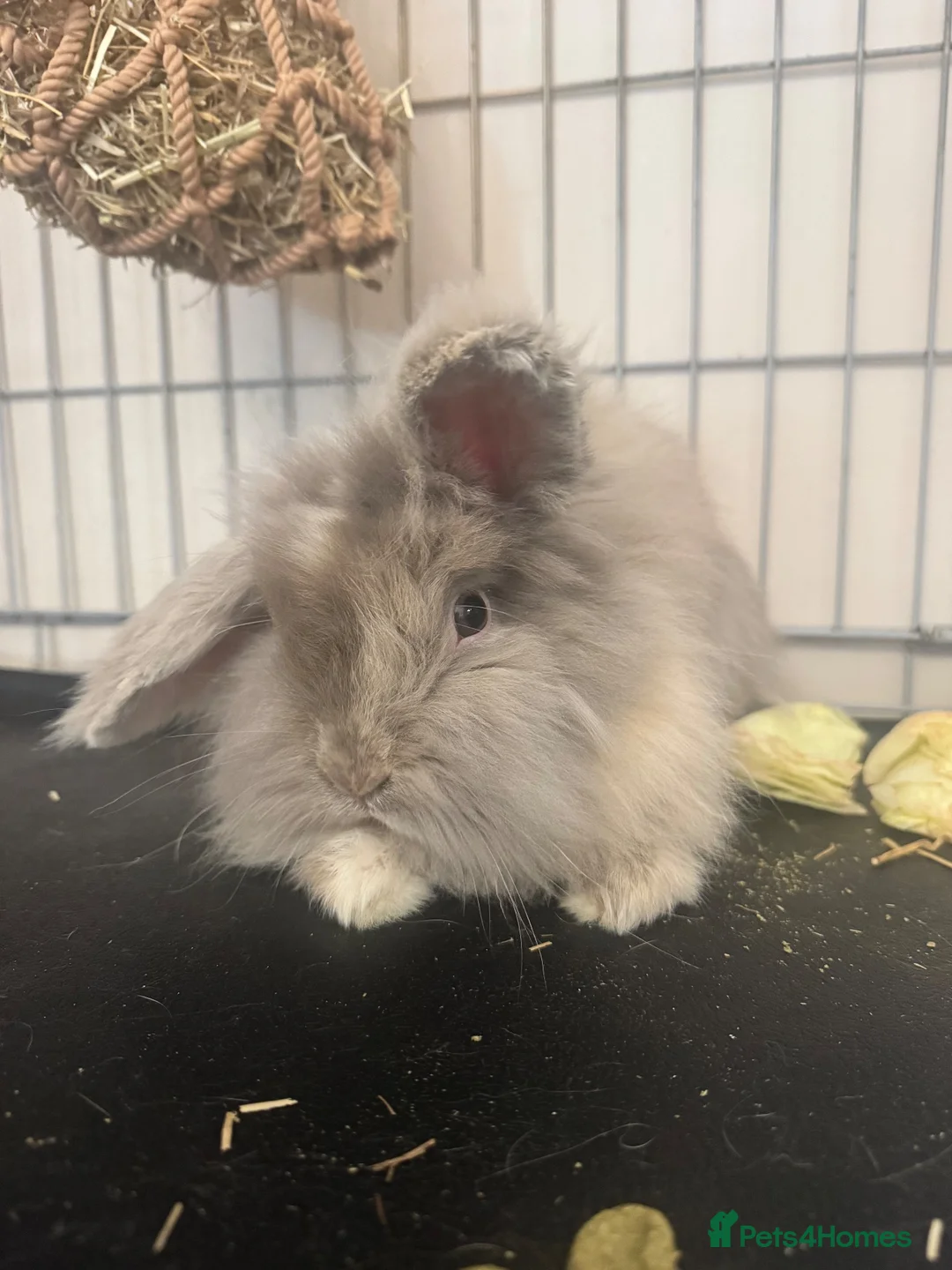 Lionhead rabbits for sale: Male Lionhead  in Stourbridge - Advert 1