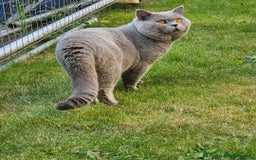 Scottish Fold cats for sale: 4 lovely kittens looking for new family  - Image 5
