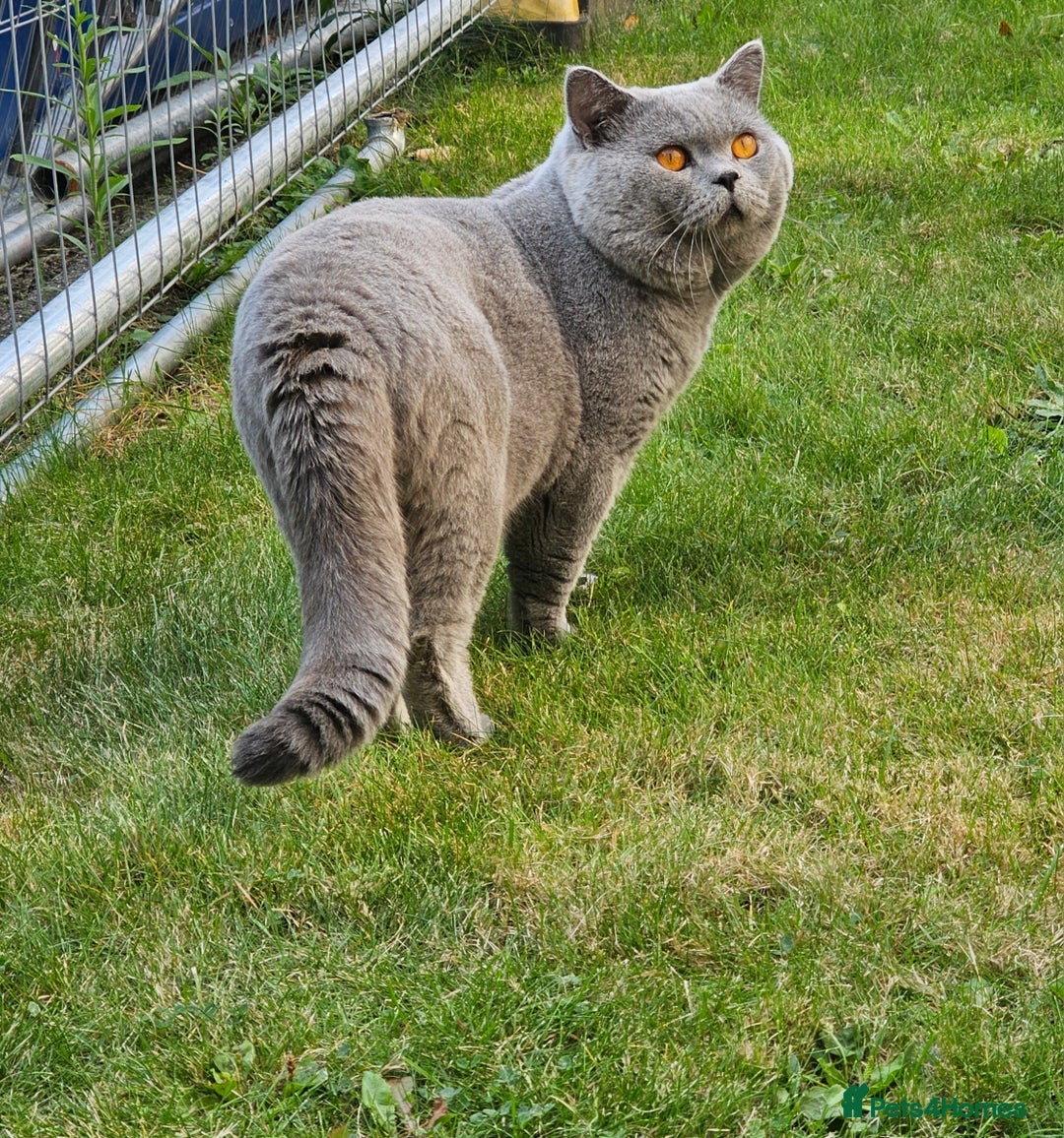 Scottish Fold cats for sale: 4 lovely kittens looking for new family  - Image 5