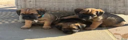 Border Terrier dogs for sale: Three Border Terrier Boys Looking for Forever Home in Seahouses - Advert 3