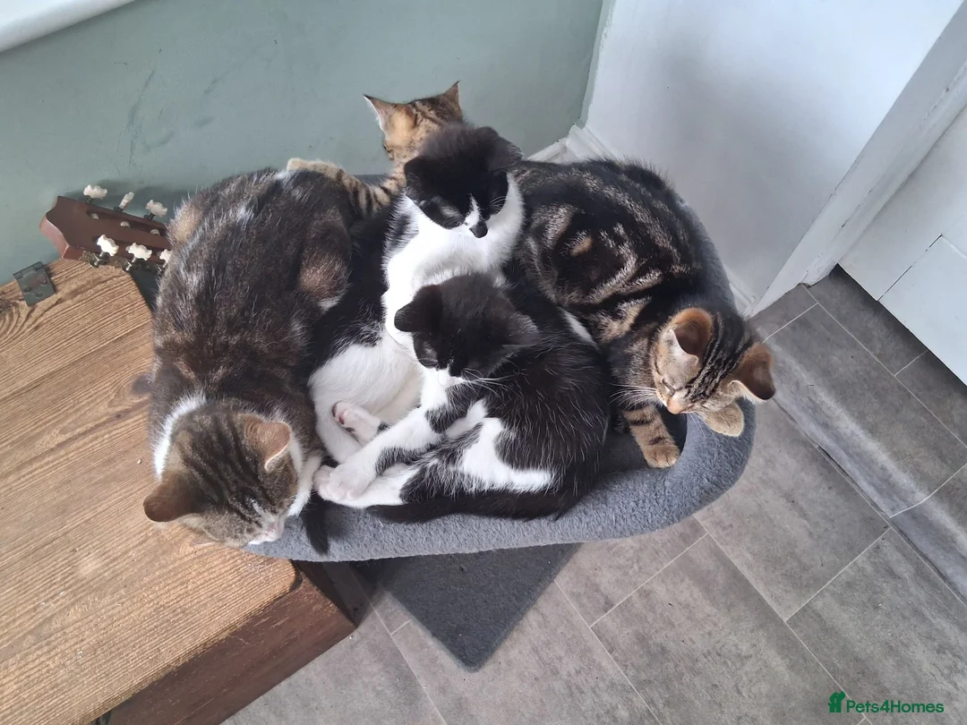British Shorthair cats for sale: Two Tuxedo Males & 2 tabby females  - Advert 2