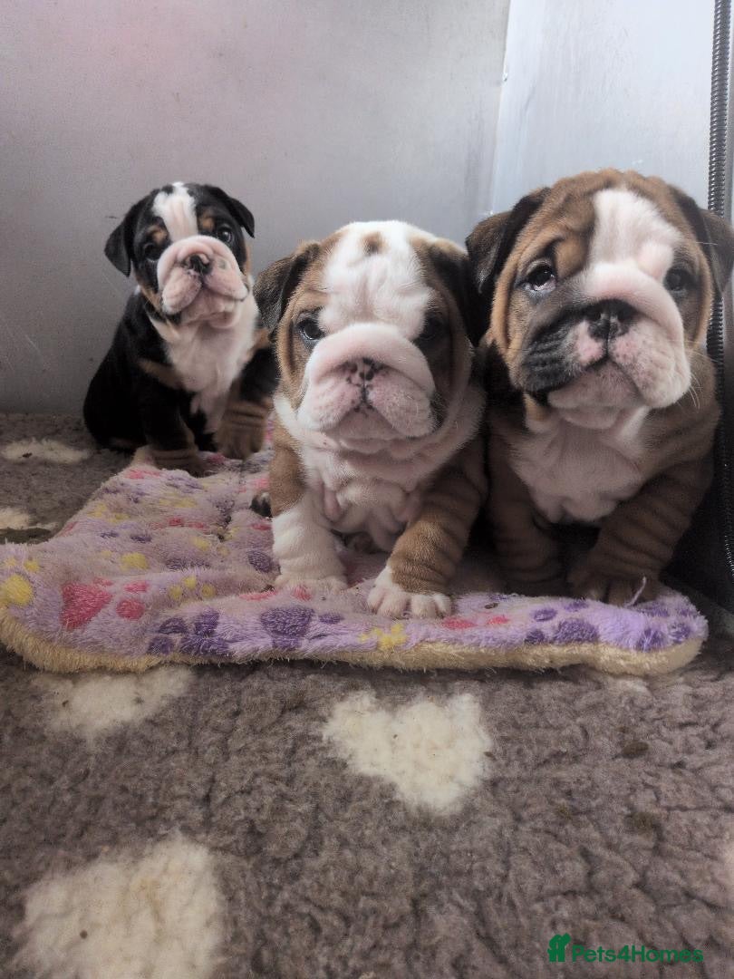 English Bulldog dogs 2 females from INW GRCH Bonnie.  - Advert 1