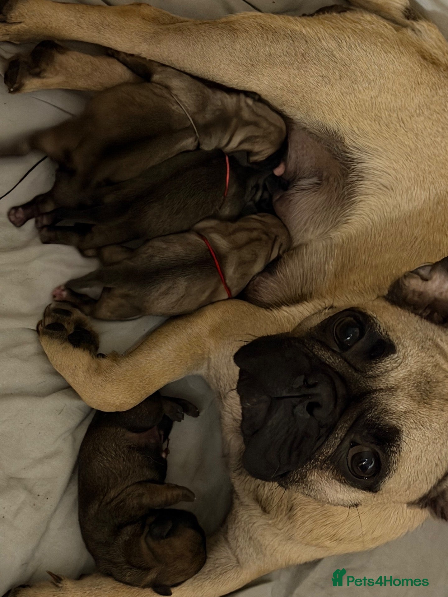 Frug dogs Beautiful Frugs  - Advert 6