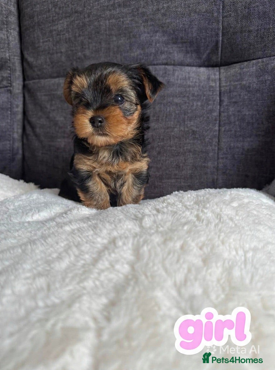 Yorkshire Terrier dogs Outstanding Pedigree Yorkshire Terrier Puppies ❤️ - Advert 1
