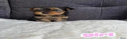 Yorkshire Terrier dogs for sale: Outstanding Pedigree Yorkshire Terrier Puppies ❤️ - Advert 2