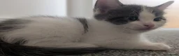 Domestic Shorthair cats for sale: Beautiful Female & Boy Kittens Looking 4 Homes in Westbury - Advert 4