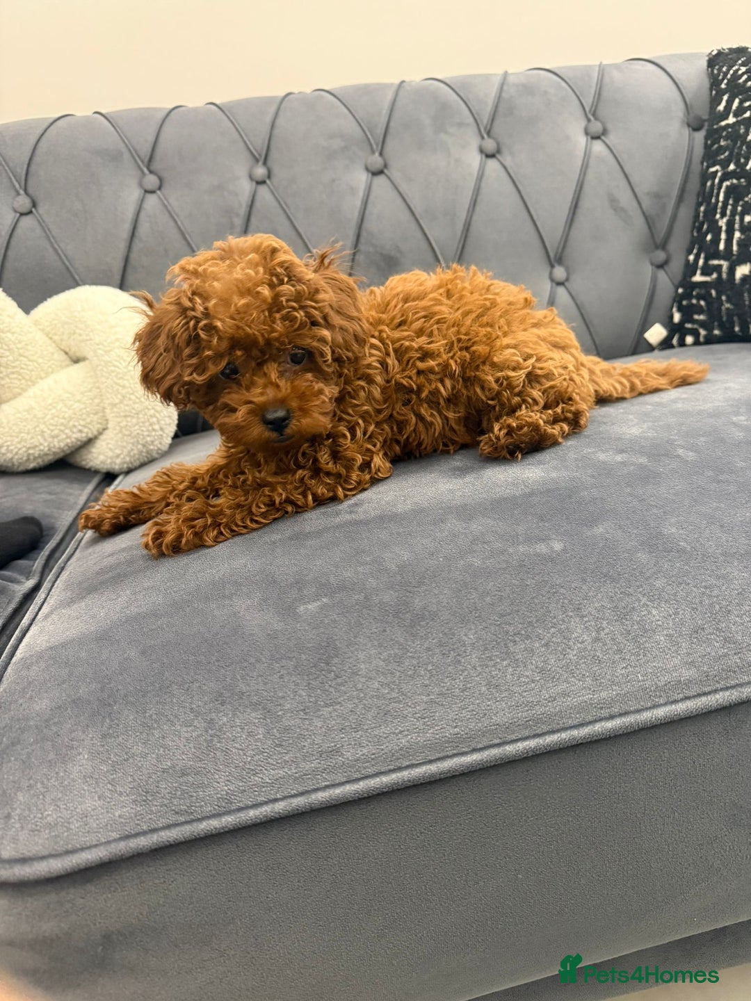 Toy Poodle dogs for sale: Asian toy poodle girls  - Advert 1