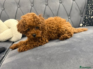 Toy Poodle dogs Asian toy poodle girls - Advert 1