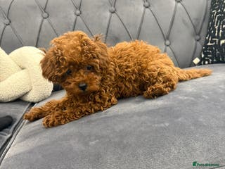 Toy Poodle dogs Asian toy poodle girls - Advert 15