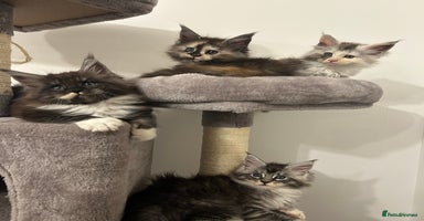Maine Coon cats - Advert 15