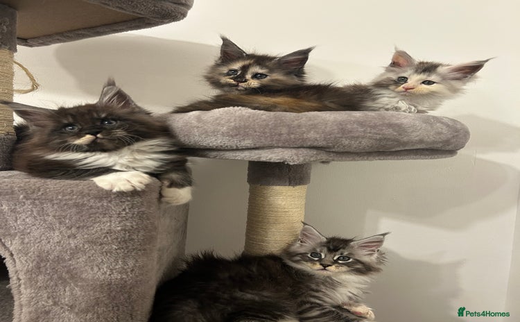 Maine Coon cats - Advert 3