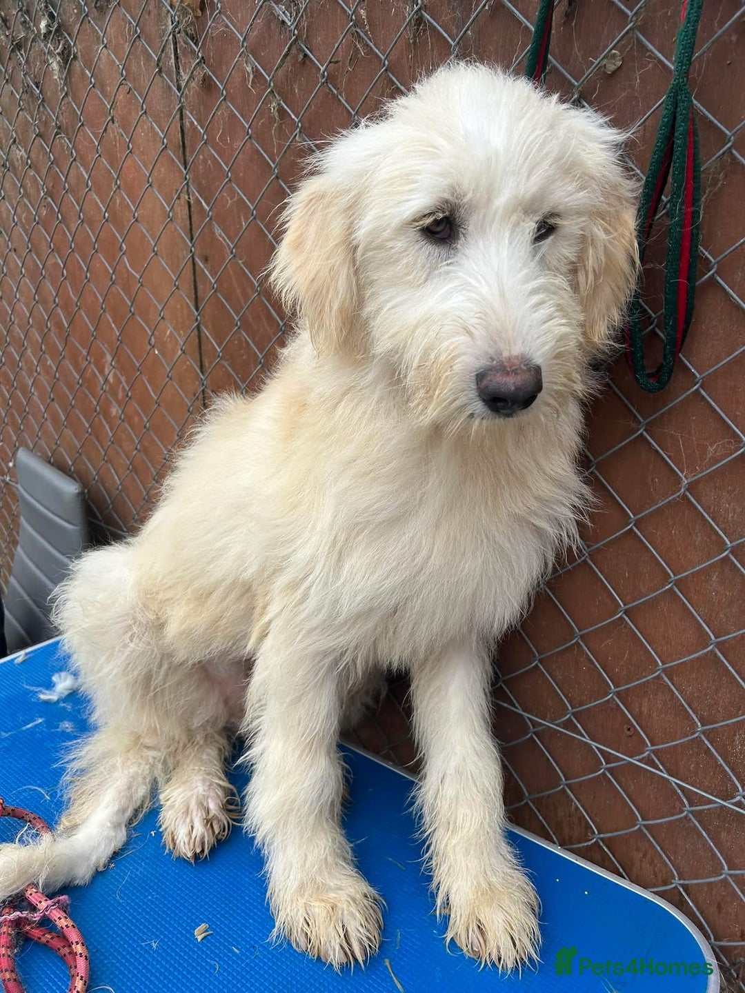 Mixed Breed dogs for adoption: Poppy - Norwich Norfolk  - Image 19