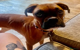 Boxer dogs for sale: Boxer puppy 7.5 months old - Image 1