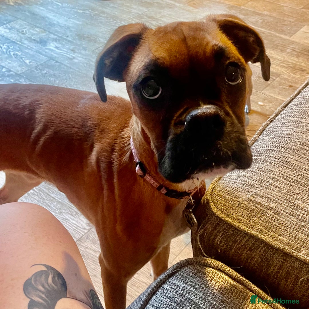 Boxer dogs for sale: Boxer puppy 7.5 months old - Image 1