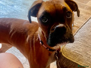 Boxer dogs for sale - Advert 1