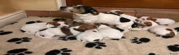 Jack Russell dogs for sale: Beautiful Jack Russel pups in Stourbridge - Advert 2