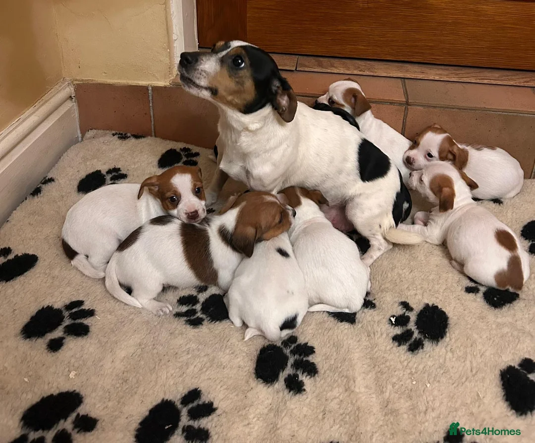 Jack Russell dogs for sale: Beautiful Jack Russel pups in Stourbridge - Advert 2