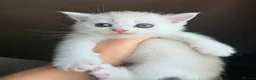 Munchkin cats for sale: Scottish Kilts ( MUNCHKIN FOLD) kittens 😸  in Gloucester - Advert 18