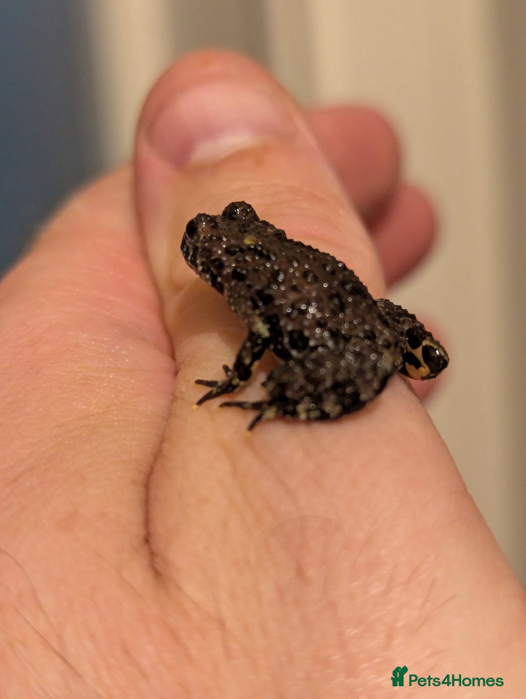 Frog reptiles for sale: Bombina oriental (fire bellie toads ) - Image 3