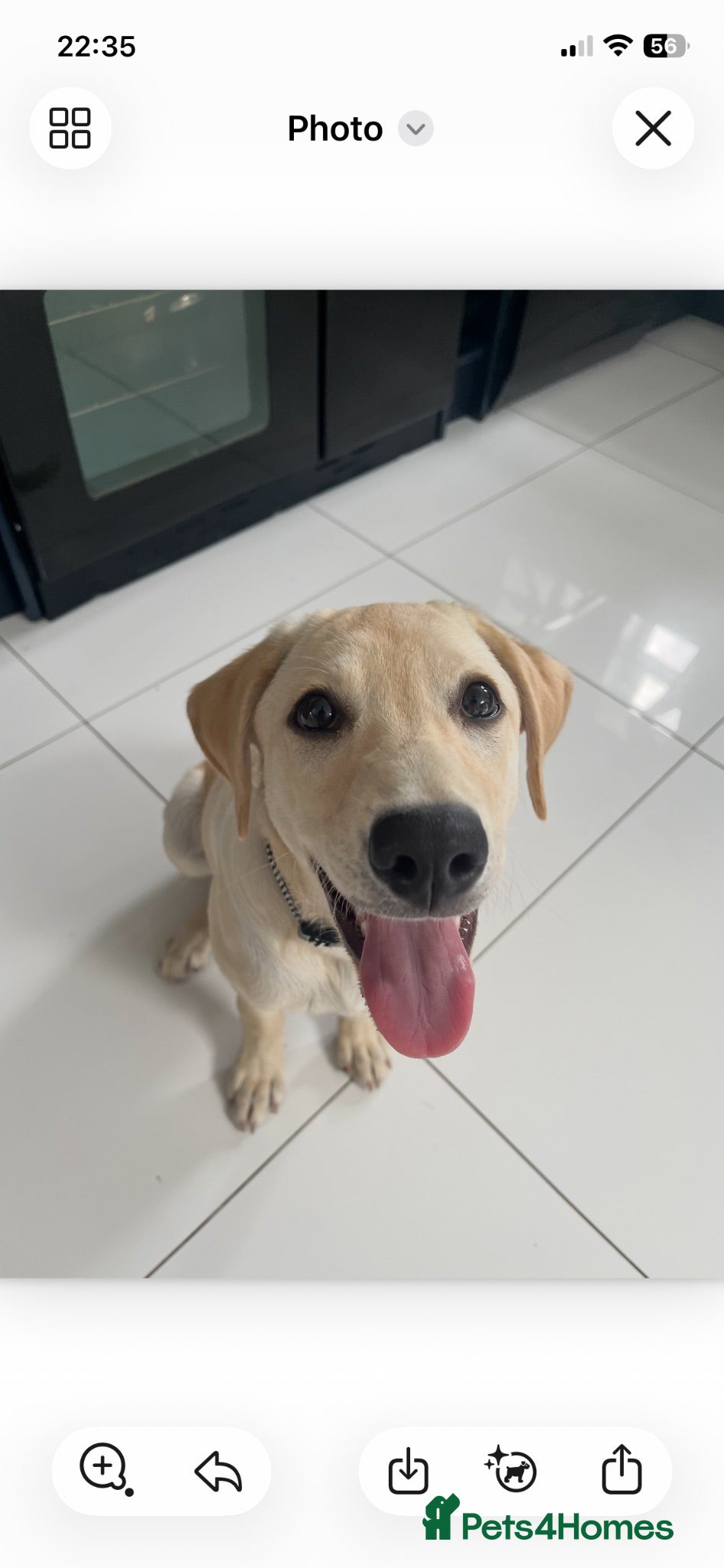 Labrador Retriever dogs 5 months Yellow female Labrador Retriever  Puppy  - Advert 1