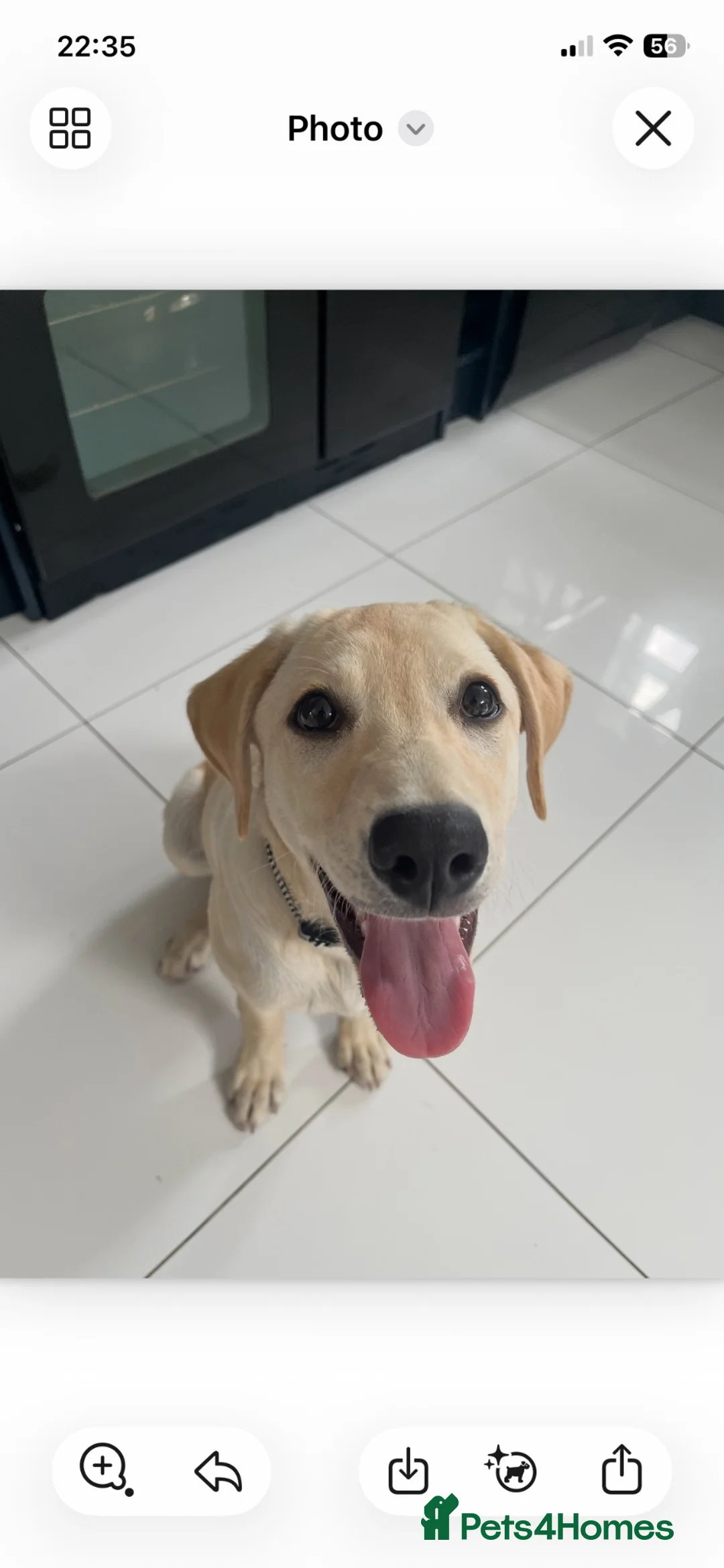 Labrador Retriever dogs for sale: 5 months Yellow female Labrador Retriever  Puppy  in Coventry - Advert 1