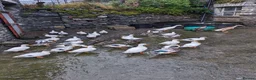 Ducks poultry for sale: Pairs of Call Ducks for sale. This years hatch. - Advert 4