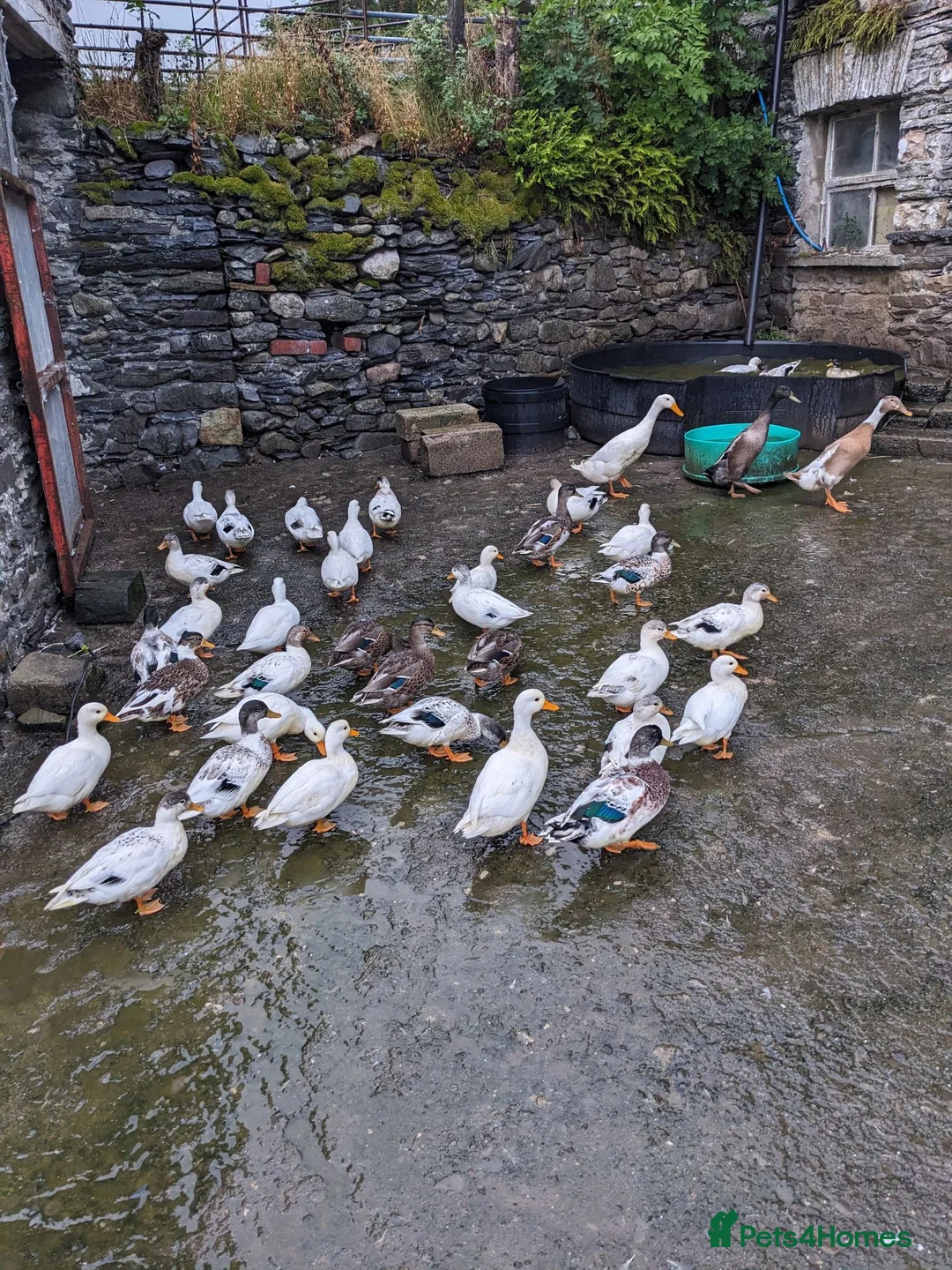 Ducks poultry for sale: Pairs of Call Ducks for sale. This years hatch. - Advert 4
