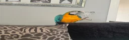 Macaws birds for sale: Blue & gold female macaw - Advert 4