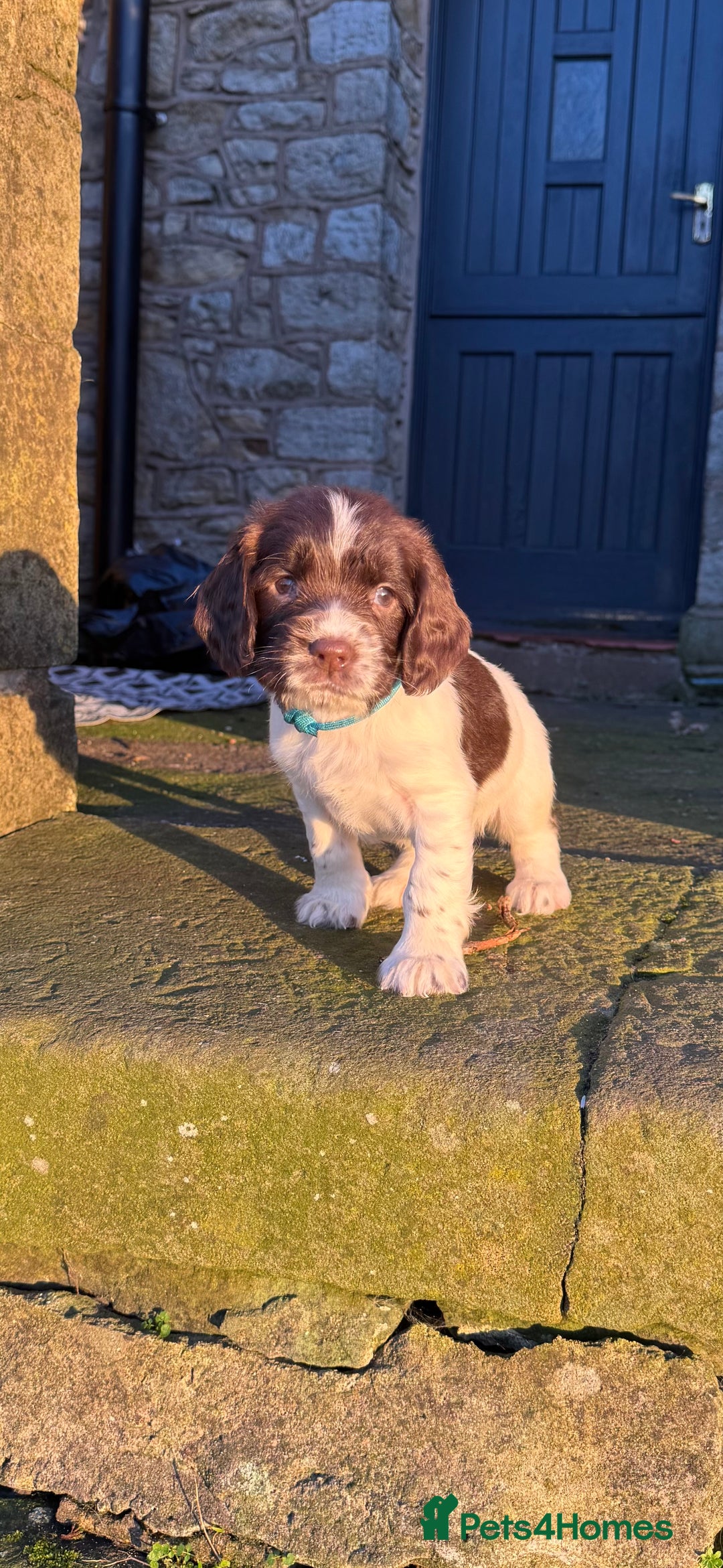English Springer Spaniel dogs for sale: Beautifully marked, kc registered, legally docked. - Advert 16