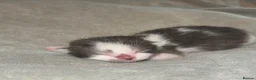 Domestic Shorthair cats for sale: sweet kittens for sale ❤️ in Southampton - Advert 3