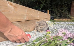 British Shorthair cats for sale: GORGEOUS BRITISH SHORTHAIR KITTENS – BLUE-SPOTTED - Image 8