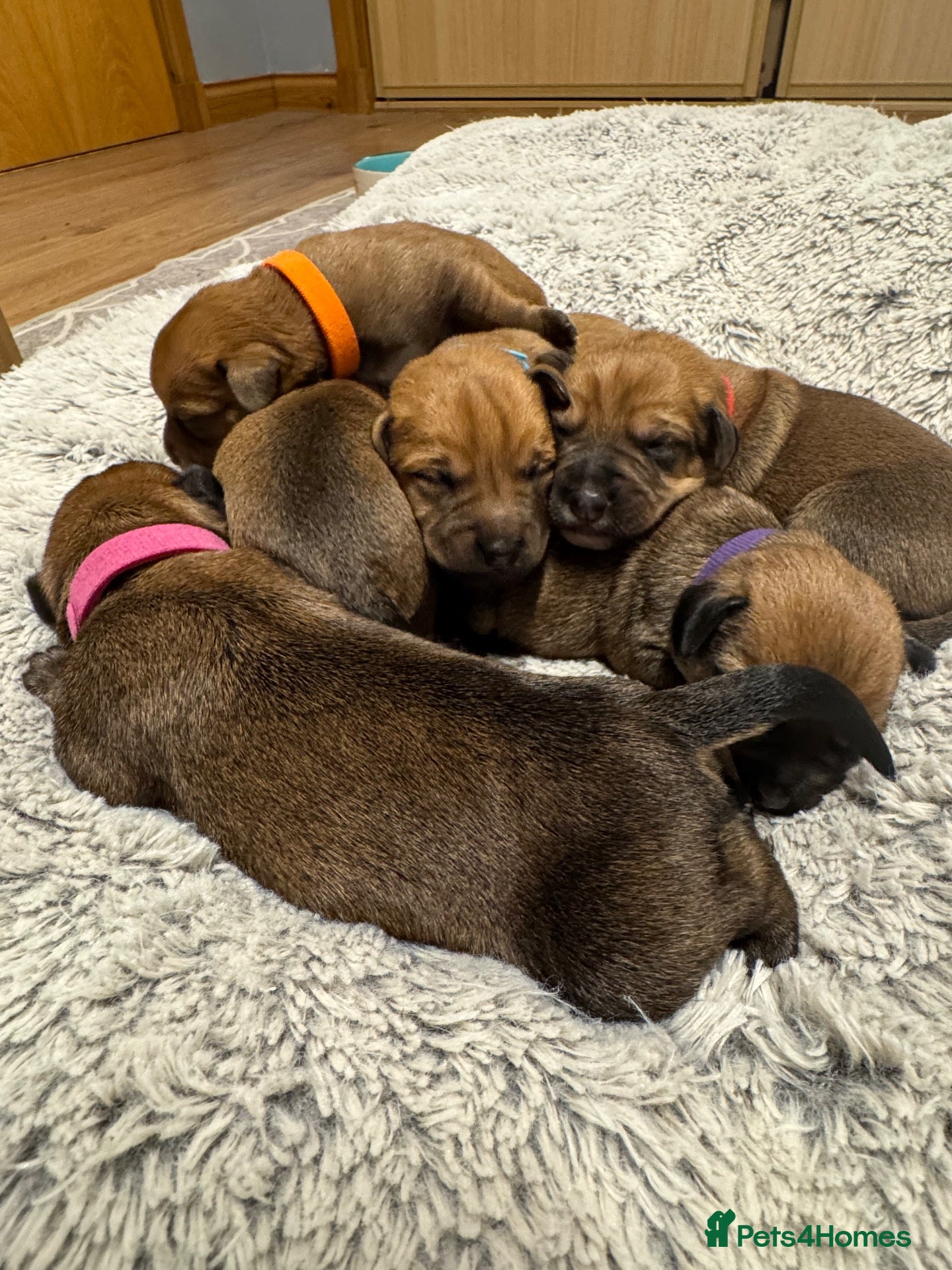 Mixed Breed dogs Gorgeous female puppies - Advert 1