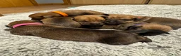 Mixed Breed dogs for sale: Gorgeous female puppies in Peterhead - Advert 1