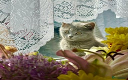 British Shorthair cats for sale: Only 1 kitten left British short hair in Hull - Image 17