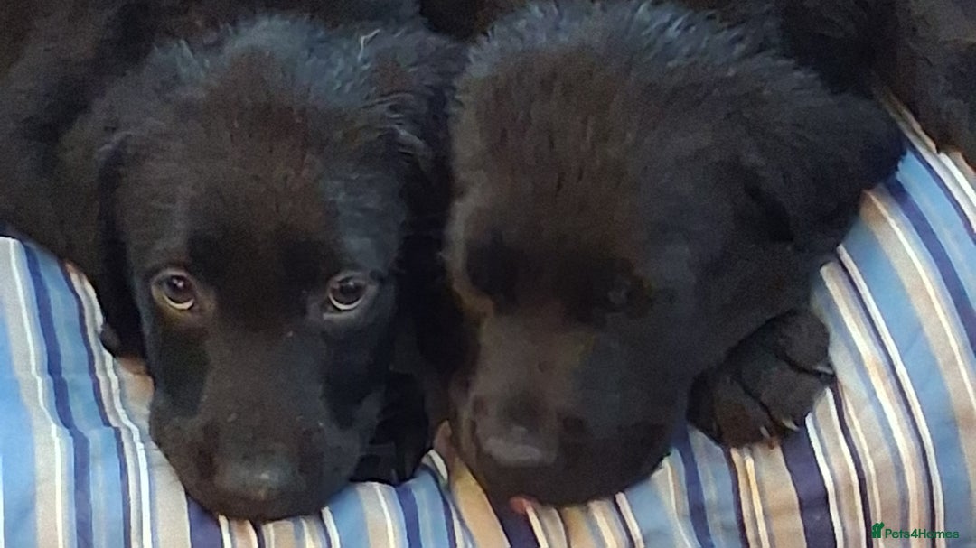 Labrador Retriever dogs for sale: Stunning big pedigree labrador puppies - Advert 18