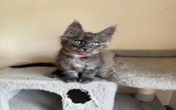 Maine Coon cats for sale: Pedigree GCCF Russian Import line Maine Coons - Image 14