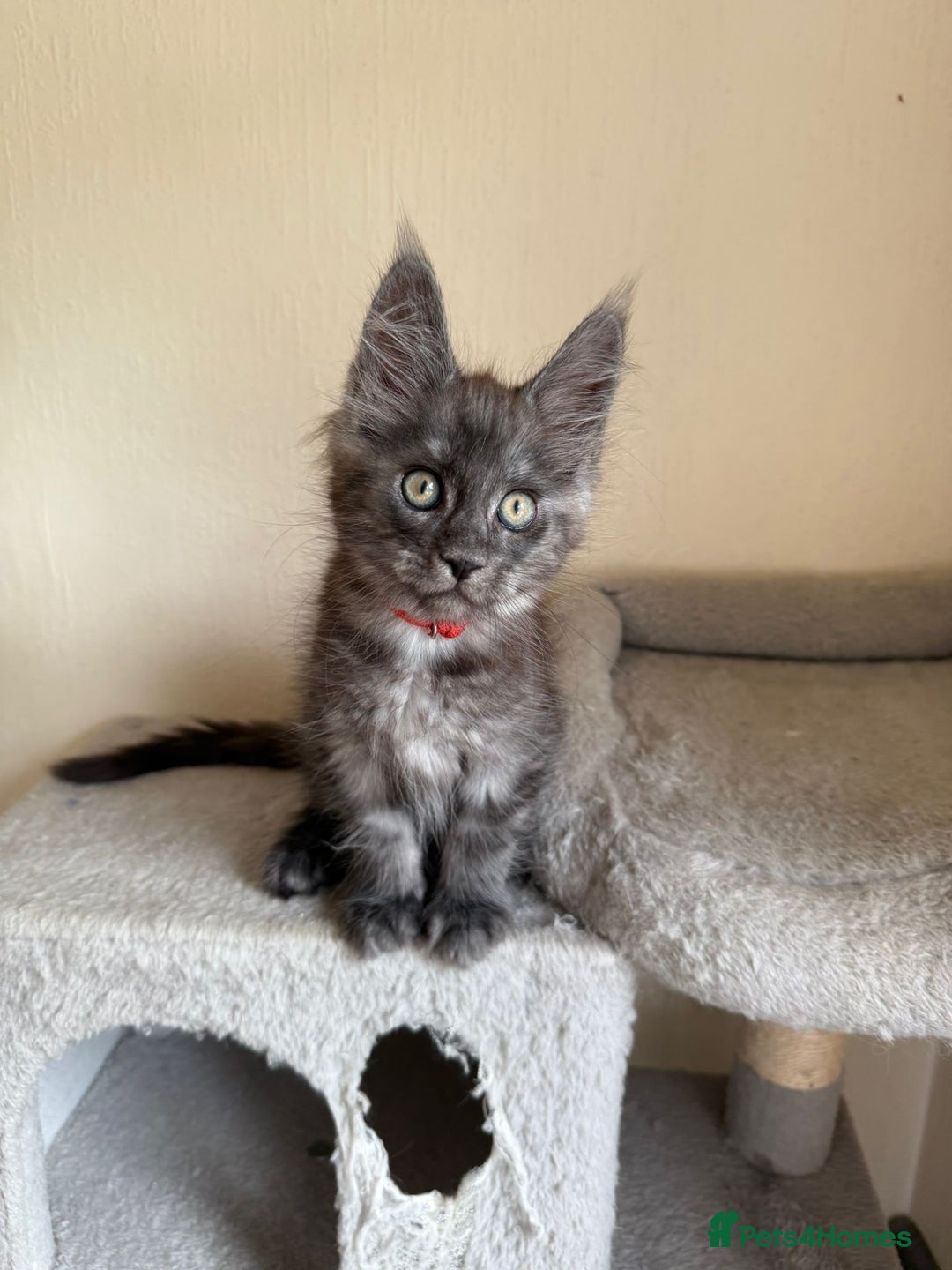 Maine Coon cats for sale: Pedigree GCCF Russian Import line Maine Coons - Image 14