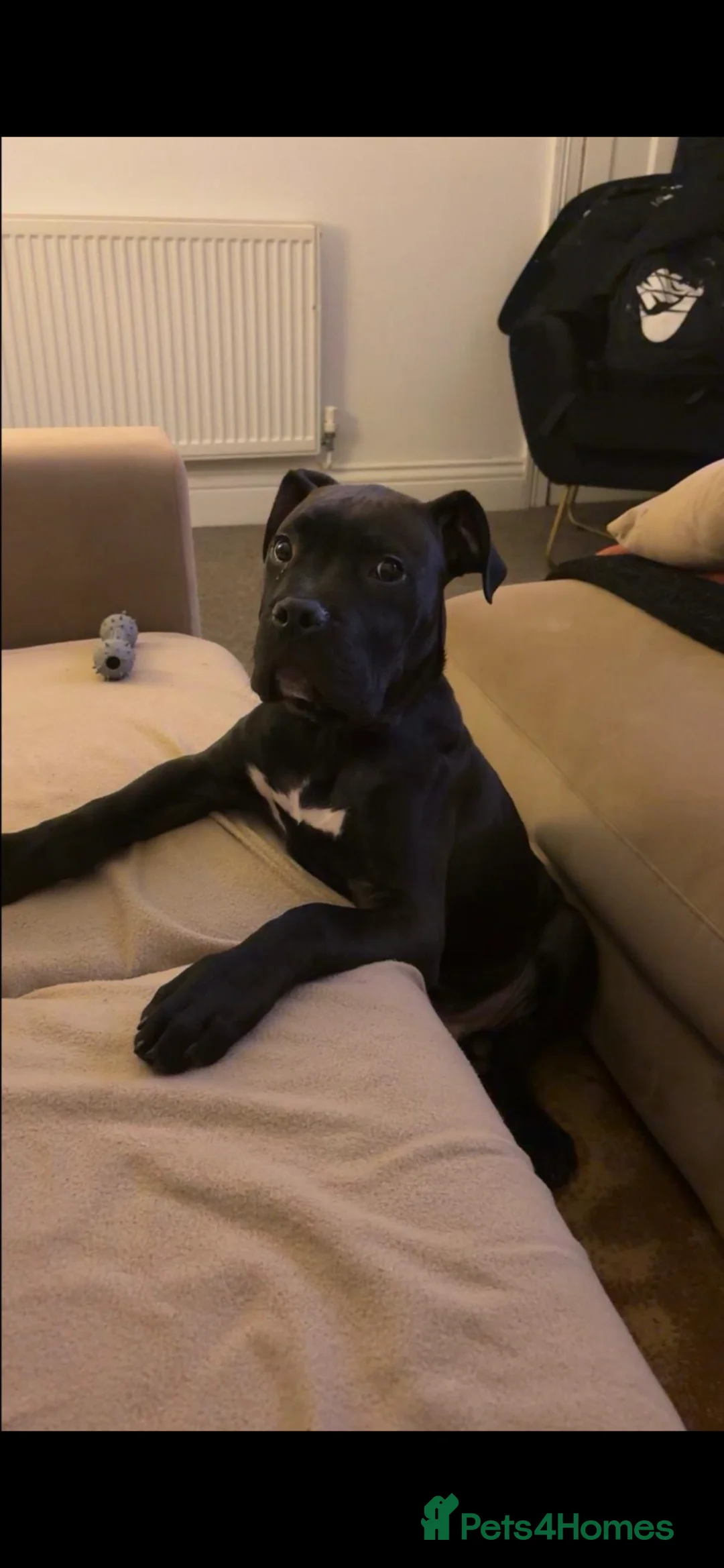 Mixed Breed dogs for sale: Cane corso x  - Advert 2