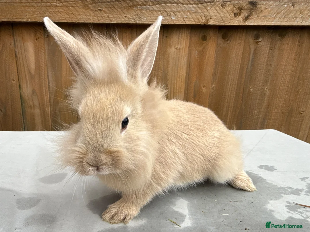 Mixed Breed rabbits for sale: 🐰 8 Adorable Mixed-Breed Bunnies - Advert 4