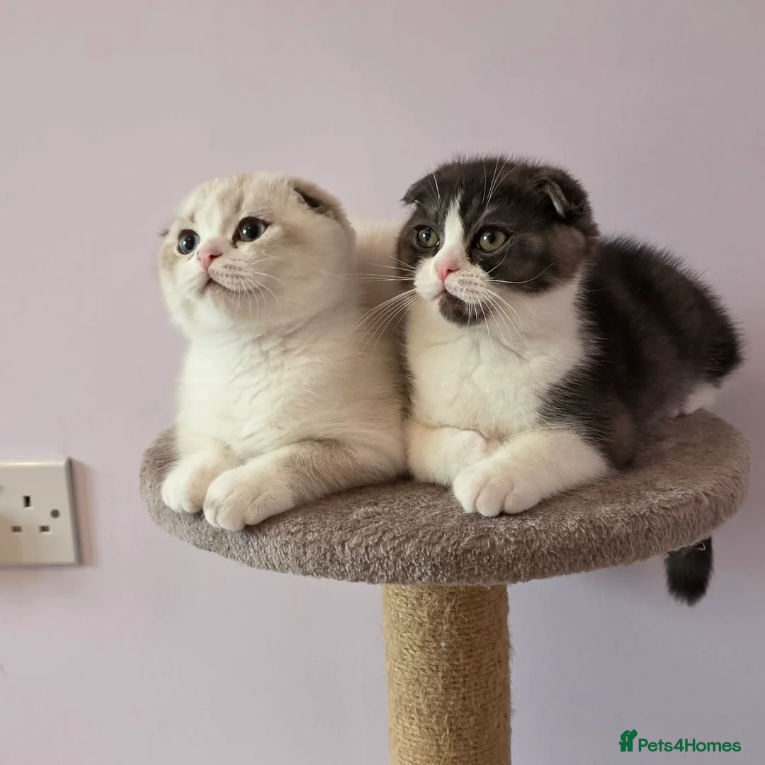 Scottish Fold cats for sale: Pedigree Scottish fold - Advert 6